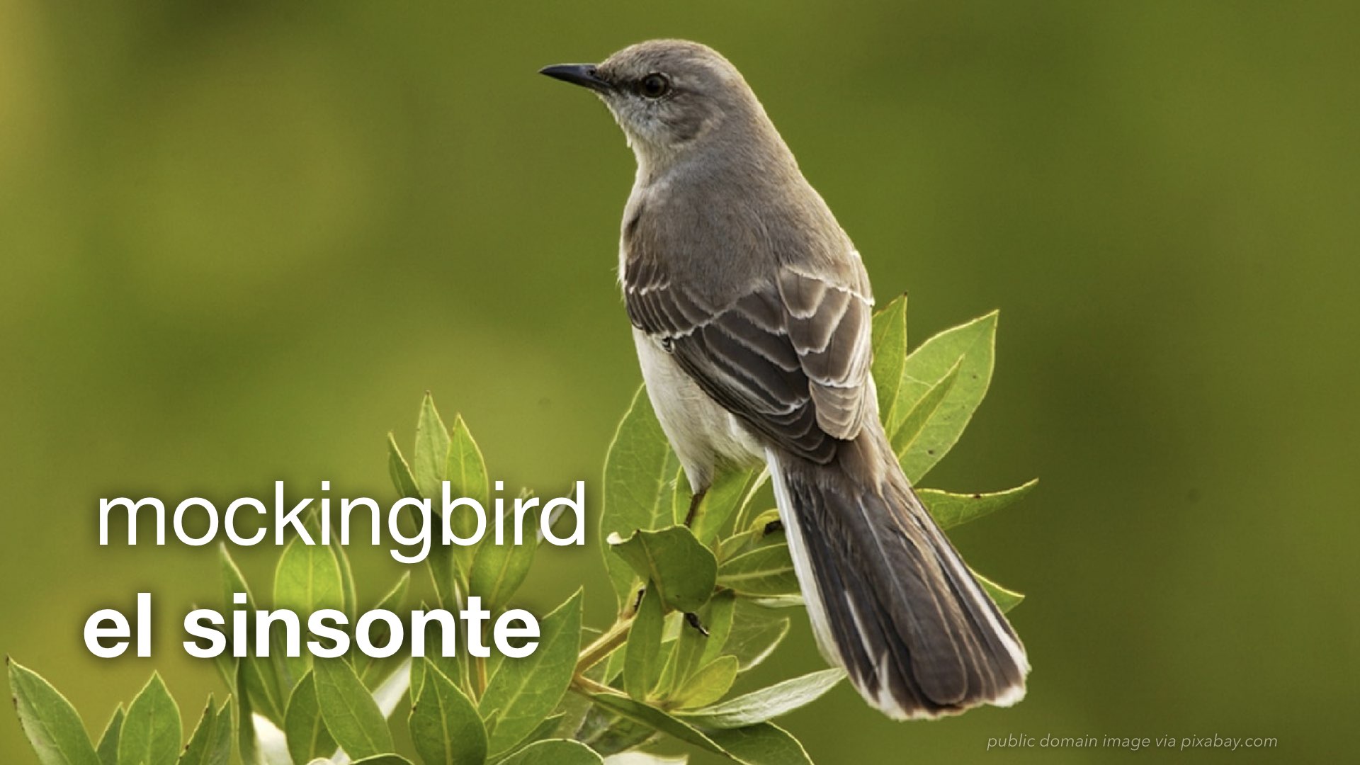 Spanish Vocabulary Birds The LEAF Project