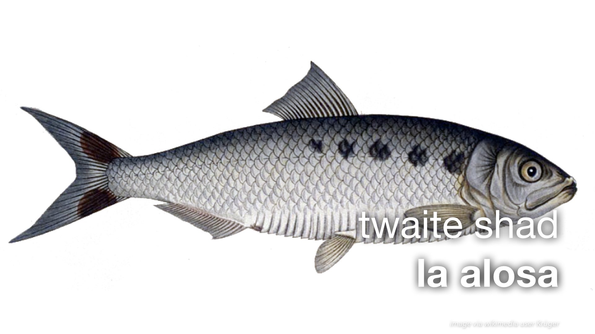 Spanish Vocabulary: Fish : The LEAF Project