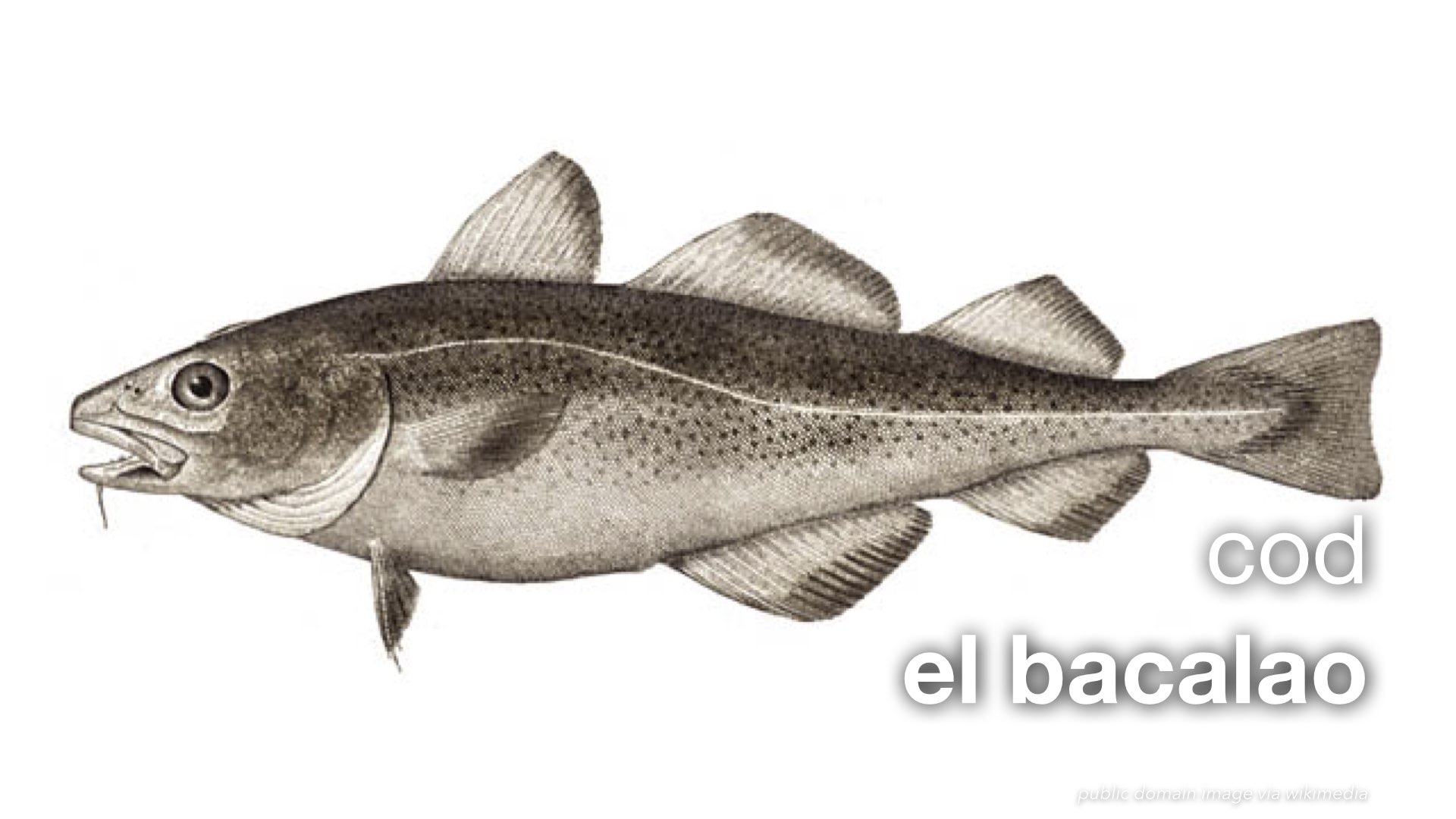 Spanish Vocabulary: Fish : The LEAF Project