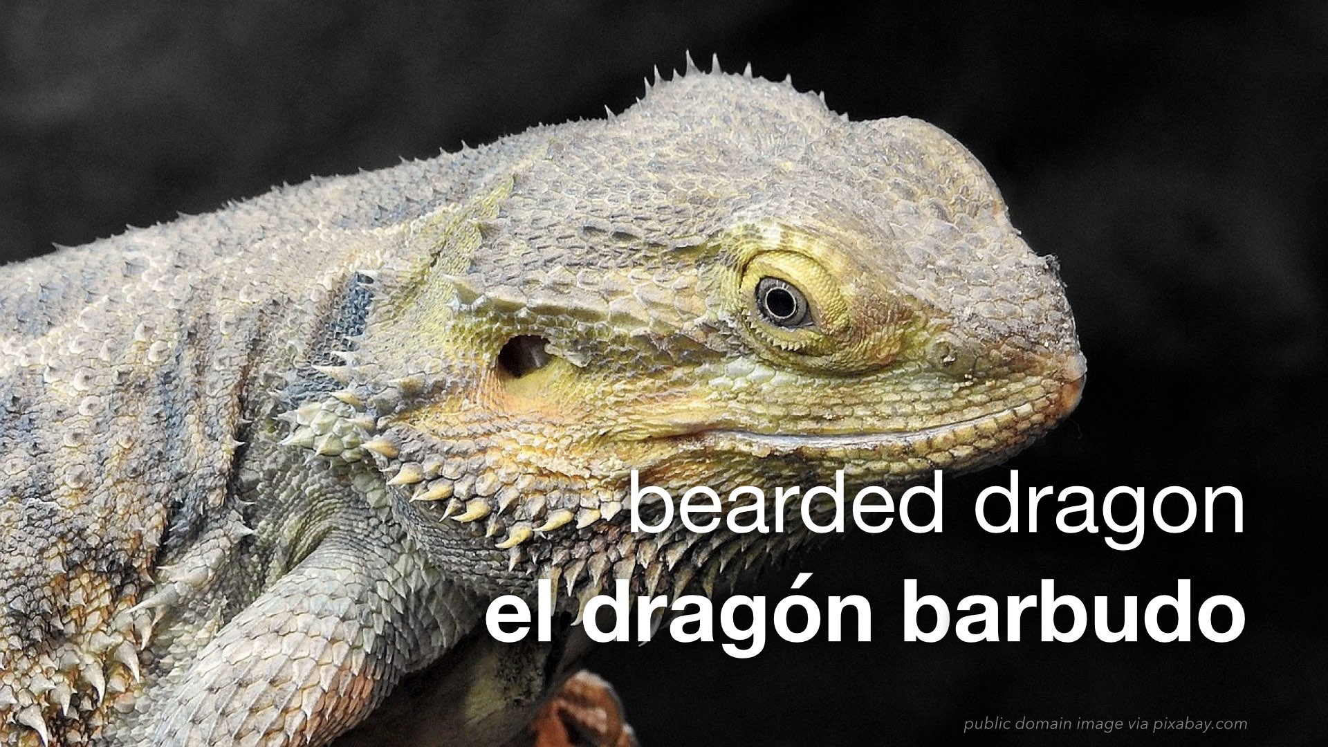 Spanish Vocabulary Reptiles The LEAF Project