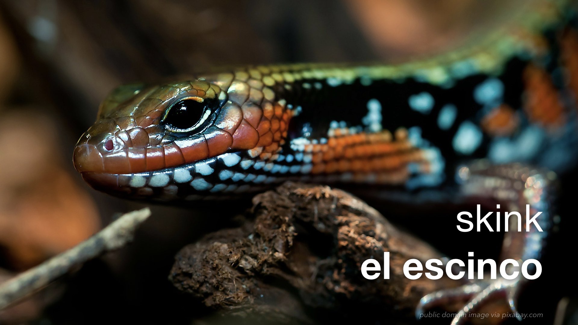 Spanish Vocabulary Reptiles The LEAF Project