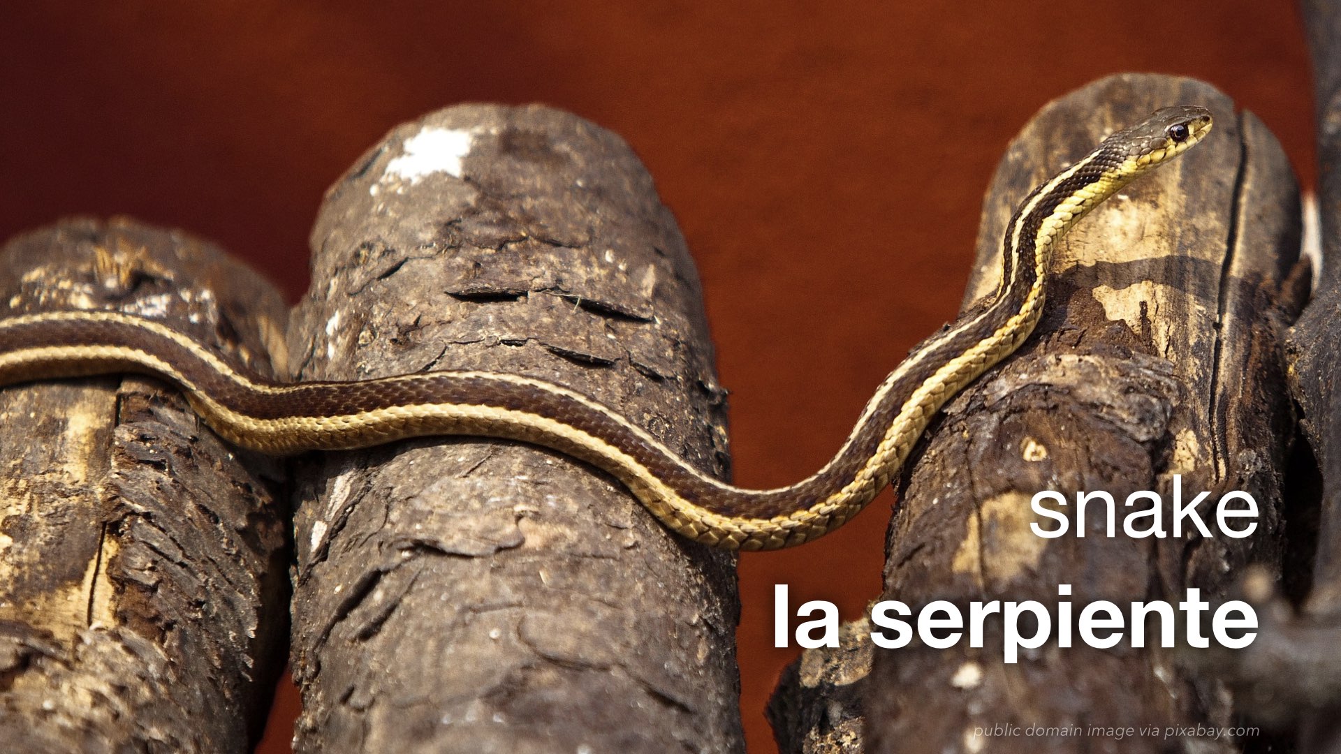 Spanish Vocabulary Reptiles The LEAF Project