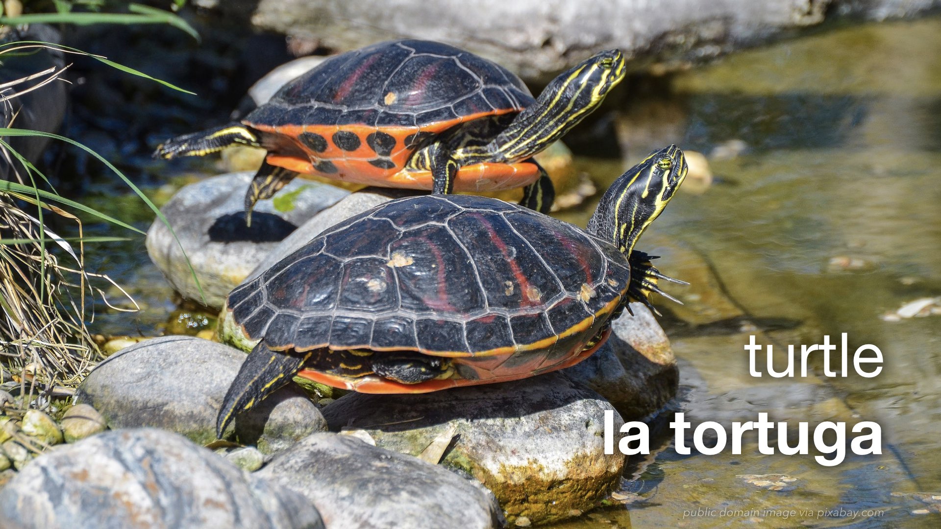 Spanish Vocabulary Reptiles The LEAF Project