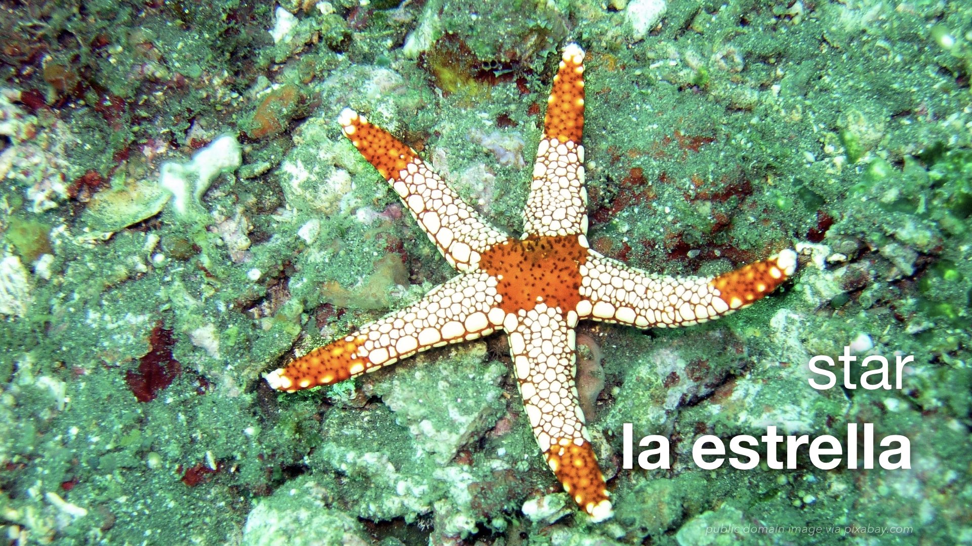 Spanish Vocabulary Shapes The LEAF Project