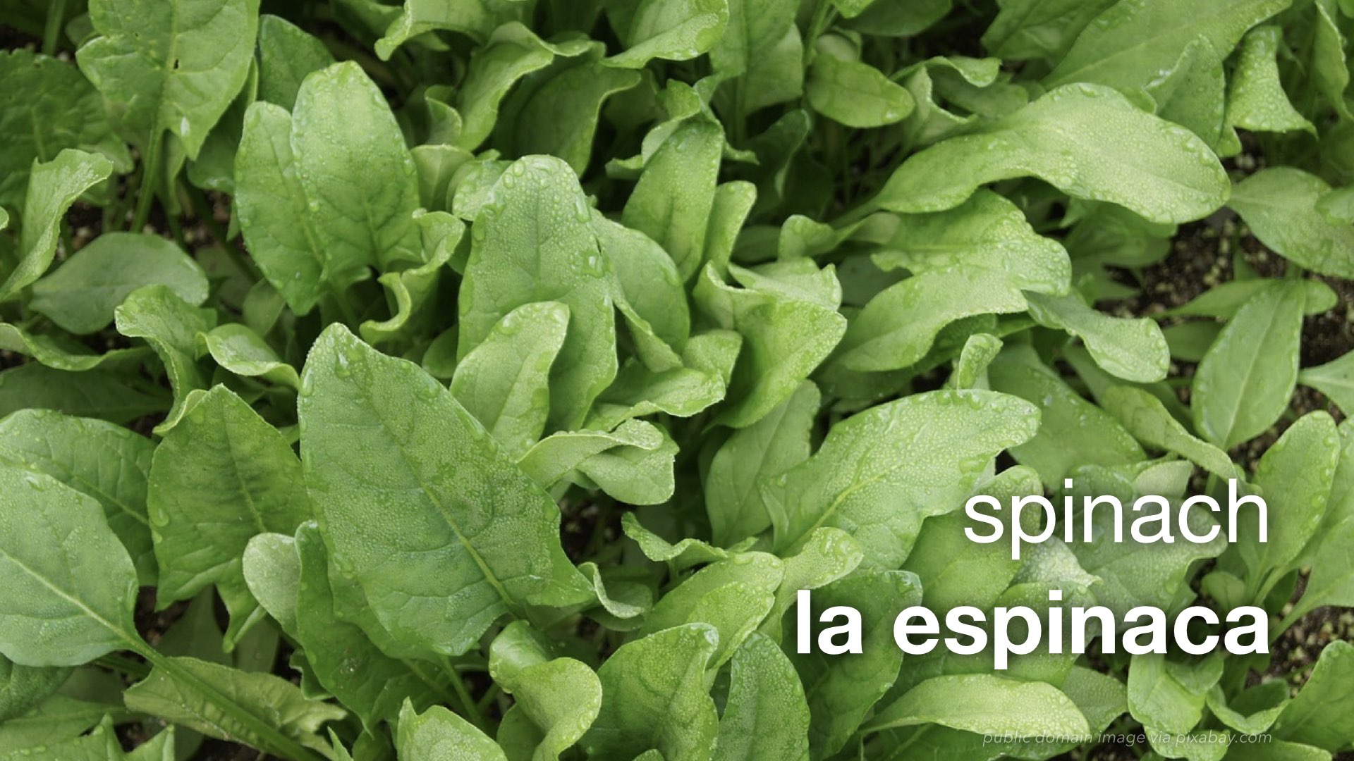 Spanish Vocabulary Food Vegetables The LEAF Project