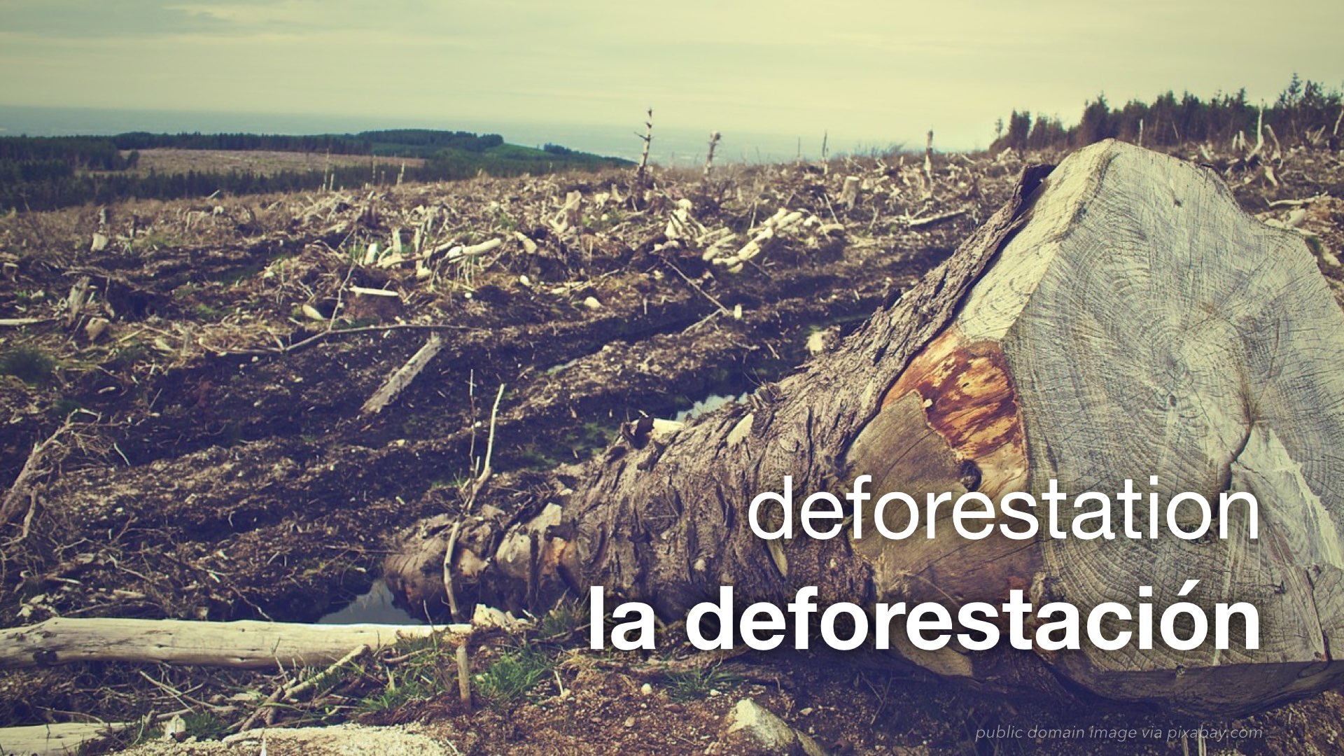 Spanish Vocabulary The Environment The LEAF Project