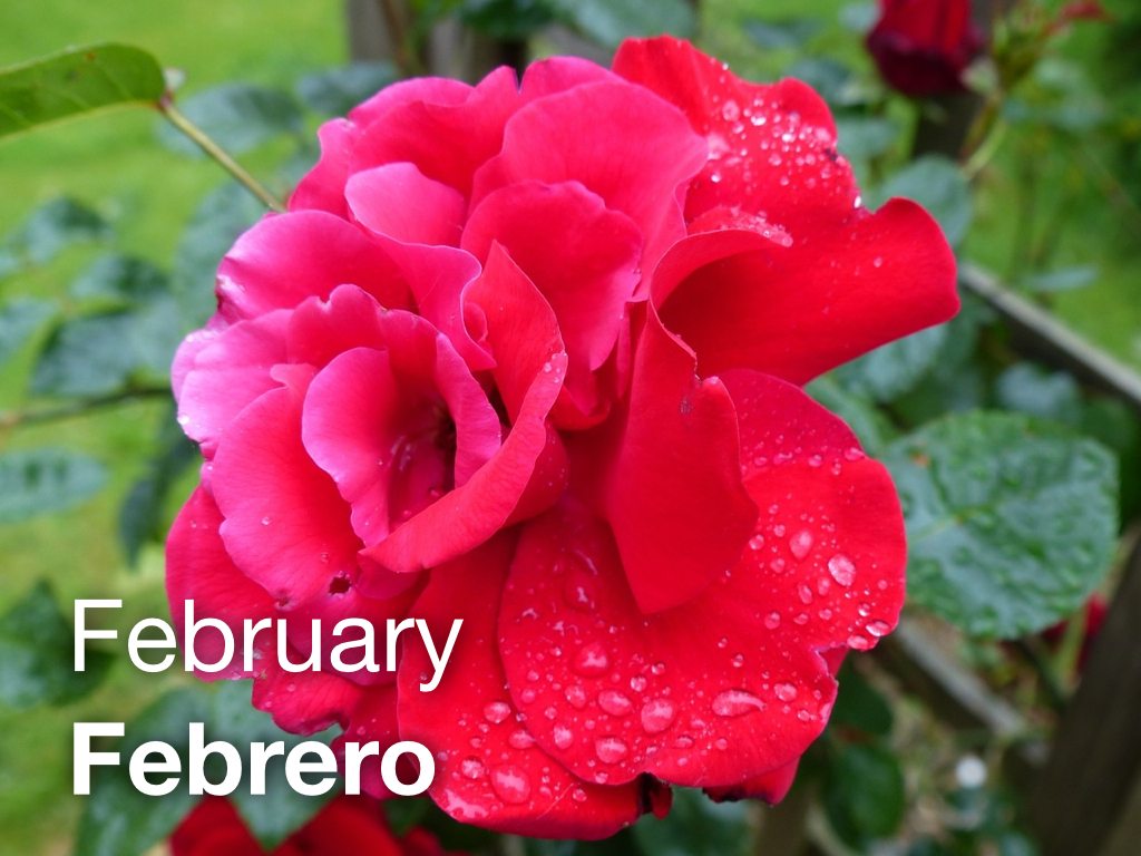 LEAF Spanish Photo Flashcards February / Febrero The LEAF Project