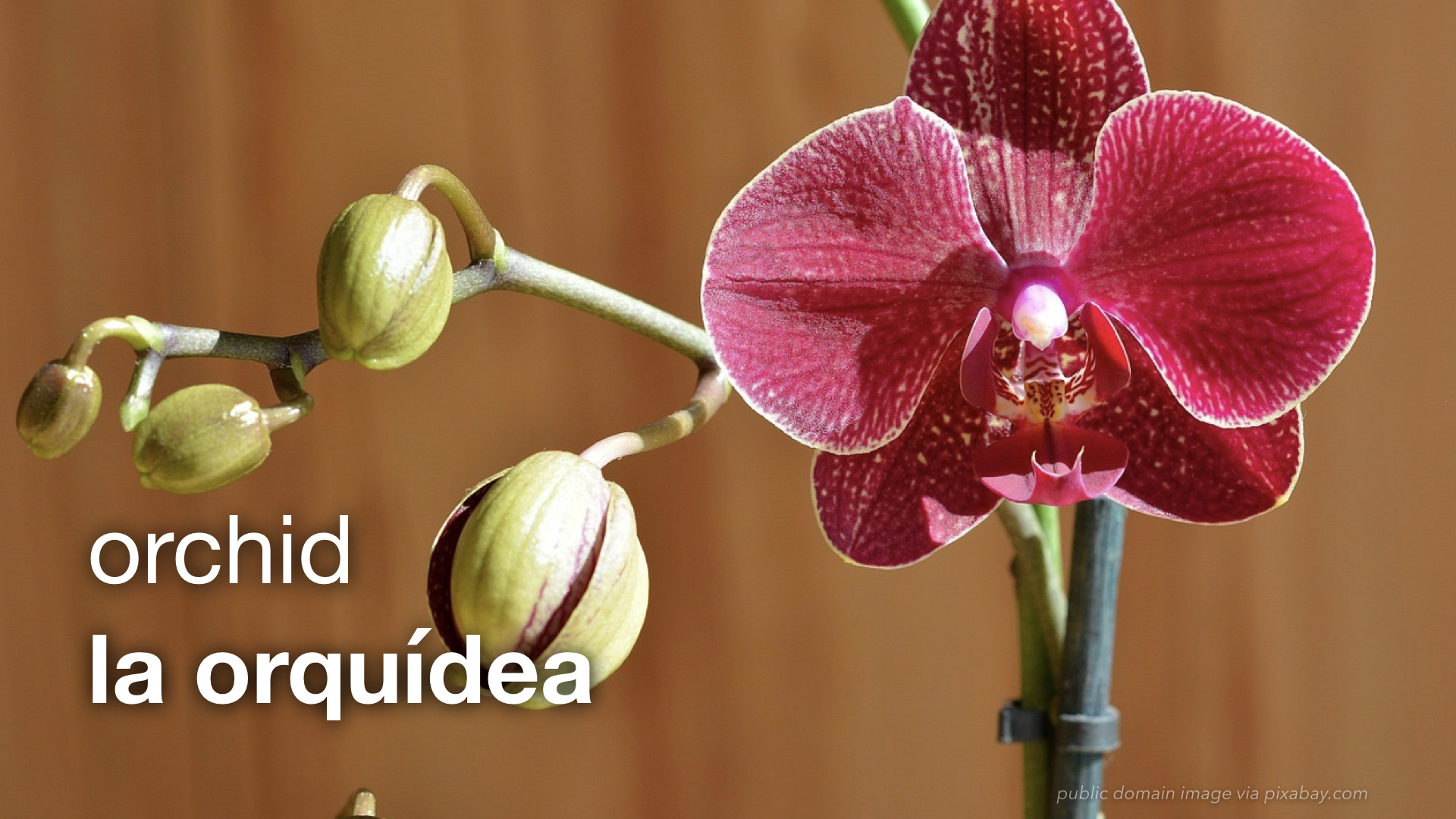 Spanish Vocabulary Plants The LEAF Project