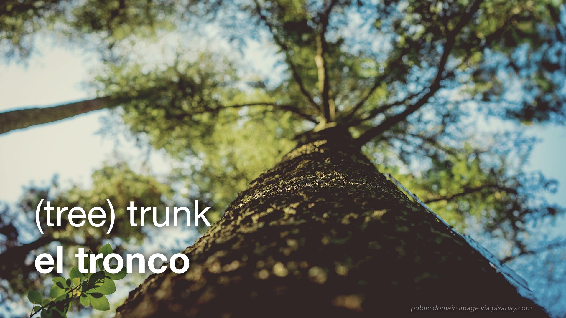 Spanish Vocabulary Plants The LEAF Project