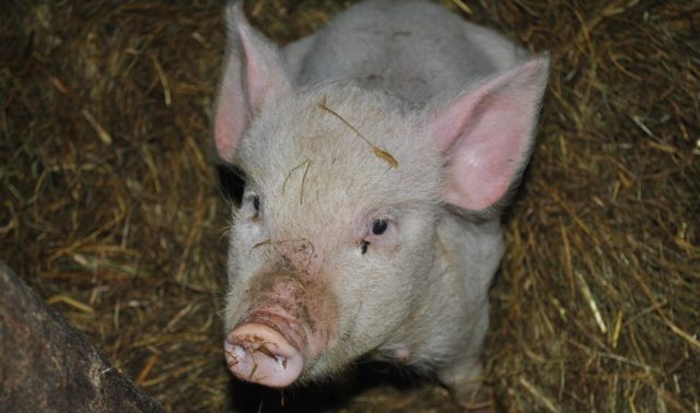 Folium: Why do pigs oink, boo boo, and nöff-nöff via The Guardian