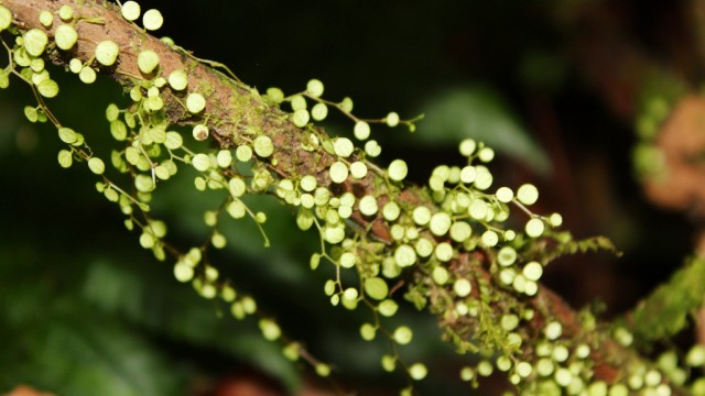 AeroCostaRicaBiodiversity