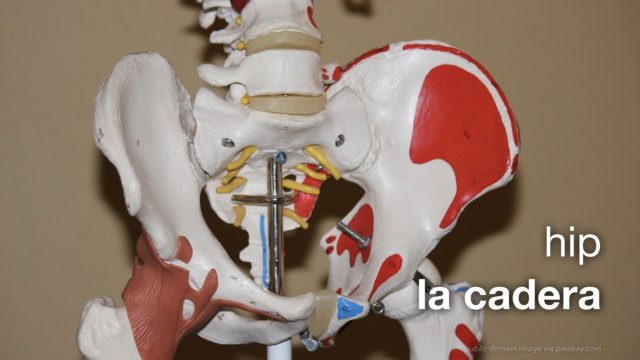 essential anatomy spanish essential anatomy spanish