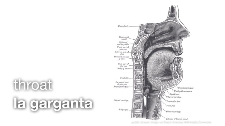 essential anatomy spanish essential anatomy spanish