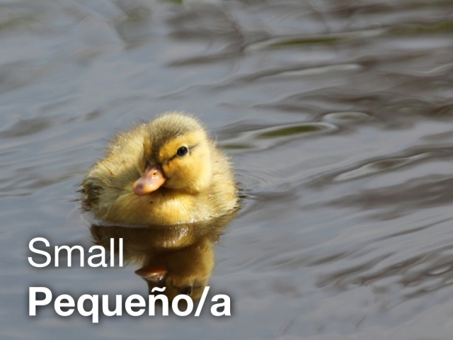 LEAF Spanish Photo Flashcards - Small / Pequeño