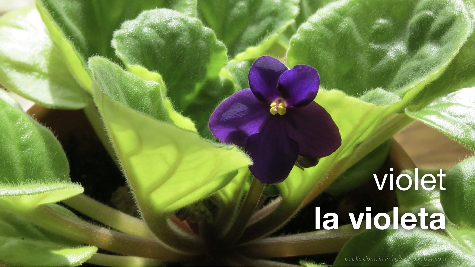 Красивая упаковка фиалки. Фиалка seafoam. Сенполии в интерьере. Сенполия фиалковая цветная. Комнатные цветы фиалки.