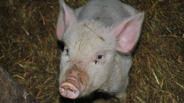 Folium: Why do pigs oink, boo boo, and nöff-nöff via The Guardian